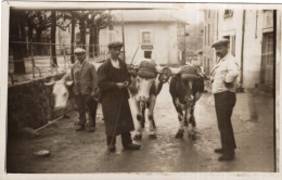 Carte Photo De Trois Paysan Avec Leurs Boeufs Dans Les Rue D'un Village Vers 1930 - Personnes Anonymes