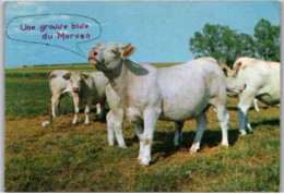 Vaches Charolaises. -  Carte Humoristique. "Une Grosse Bise Du Morvan "    1970 - Vaches