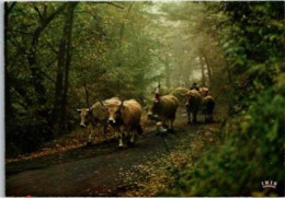 LA VACHE , Ltroupeau.  : Retour à La Ferme. - Kühe