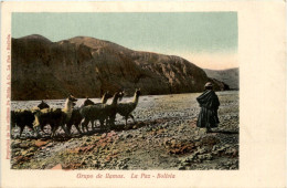 La Paz - Bolivia - Grupo De Llamas - Bolivien