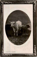 Highland Rovers - Cow - Kühe