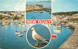 England Newquay Multi View - Newquay