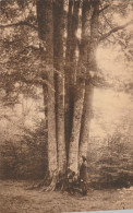 ARBRE à CHINY ( Belgique ) Les 9 Hêtres - Bomen