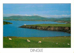 Irlande - Kerry - Dingle Peninsula - Dingle Is The Chief Town Of The Peninsula - Moutons - CPM - Timbre Mésange - Voir S - Kerry