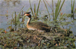 Animaux - Oiseaux - Grèbe Huppé - Great Crested Grebe - CPM Format CPA - Voir Scans Recto-Verso - Vogels