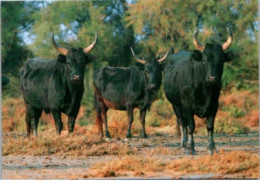 TAUREAUX De CAMARGUE.    Photo R. Maier - Stieren