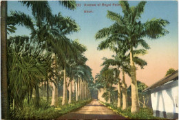 Nigeria - Aburi - Avenue Of Royal Palma - Nigeria