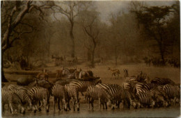 Zebra - Zebra's