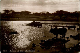 Eritrea - Armento Di Zebu - Erythrée