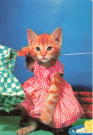 FANTAISIES - Un Chat Dans Une Robe - Colorisé - Carte Postale Ancienne - Gekleidete Tiere