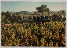 BEAUJOLAIS / VENDANGES - Vigne / Vin - Porteur De Bennes - Attelage à Cheval - Bauern