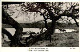 A Herd At Kandetcha - Royal Tsavo National Park - Tanzania