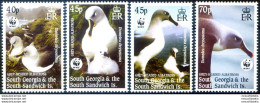 South Georgia. Fauna. Albatros 2003. - Islas Malvinas