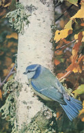 MESANGE BLEUE - Vögel