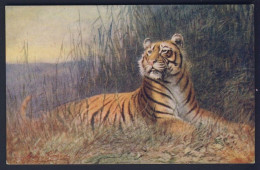 TIGER, Artist George Rankin - Wild Animals - Tuck Oilette # 8785 - Katten