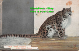 R382910 Snow Leopard. From Tibet. London Zoological Gardens. Knight Series. No. - Autres & Non Classés