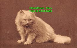 R382943 Cat. Old Photography. Postcard - World