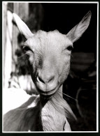 Fotografie Portrait Ziege, Nutztier-Haustier Auf Einem Gehöft  - Sonstige & Ohne Zuordnung