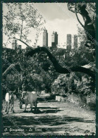 Siena San Gimignano Buoi Foto FG Cartolina ZKM8136 - Siena