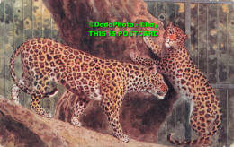 R383054 Leopards At The Zoological Gardens. London. Salmon. 3162. 1932 - Autres & Non Classés