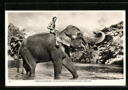 AK Ceylon, Tempel-Elefant Mit Reiter Im Wasser Stehend  - Elefantes