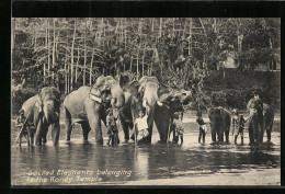 AK Ceylon, Sacred Elephants Belonging To The Kandy Temple  - Éléphants