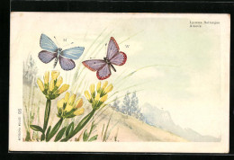Lithographie Adonis-Schmetterlinge In Berglandschaft  - Insetti