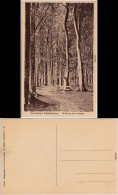 Ansichtskarte Kellenhusen (Ostsee) Waldweg Nach Dame 1916 - Kellenhusen