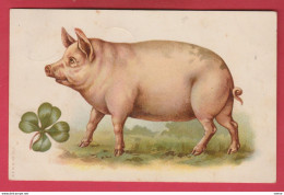Pig - Cochon ... Trèfle à 4 Feuilles - 1908  ( Voir Verso ) - Cerdos