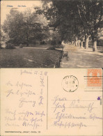 Ansichtskarte Zittau Straßenpartie Im Park 1923  - Zittau