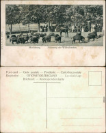 Ansichtskarte Moritzburg Fütterung Der Wildschweine 1912 - Moritzburg