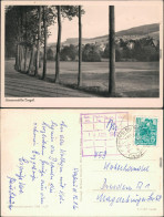 Ansichtskarte Rechenberg-Bienenmühle Allee Mit Panorama 1956 - Rechenberg-Bienenmühle