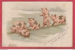 Cochons / Pig - Position Humaine ...groupe De Cochons Sur La Glace - 1902  ( Voir Verso ) - Pigs