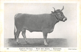 TH-VACHE GASCONNE-N 6009-B/0177 - Viehzucht