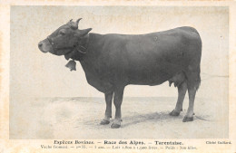 TH-VACHE TARENTAISE -N 6009-B/0173 - Crías