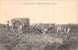 TH-AGRICULTURE-SCENE DU CENTRE-RECOLTE DES POMMES DE TERRE-N 6009-H/0373 - Cultures