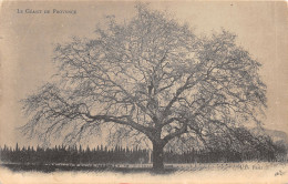 TH-ARBRE-LE GEANT DE PROVENCE-N 6010-G/0325 - Bäume