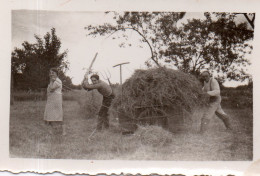 Photographie Photo Vintage Snapshot Foin Travail Work Charrue Charrette - Professions