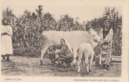 Romania - Village Farm Women Milking A Cow - Romania