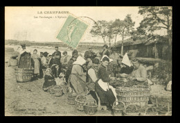 51 Marne Champagne Les Vendanges L ' Epluchage - Weinberge