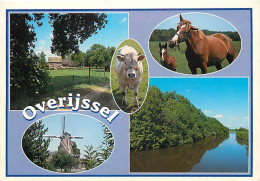 Animaux - Chevaux - Vaches - Pays Bas - Overijssel - Multivues - CPM - Voir Scans Recto-Verso - Cavalli