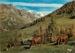 Animaux - Vaches - Alpes Françaises - Hauts Alpages - CPM - Voir Scans Recto-Verso - Vaches