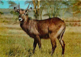 Animaux - Faune Africaine - Waterbuck O Cobo Dell'Ellisse - CPM - Voir Scans Recto-Verso - Autres & Non Classés