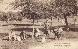 Régions NOTRE NORMANDIE. La Cueillette Des Pommes - Haute-Normandie