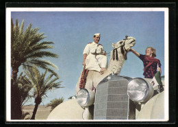 AK Mercedes-Benz Typ 320 Und Dromedar In Der Libyschen Wüste  - Passenger Cars