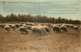 AGRICULTURE - EN CHAMPAGNE - MOUTONS  - Elevage
