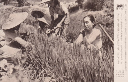 JAPON(PHOTO) - Otros & Sin Clasificación