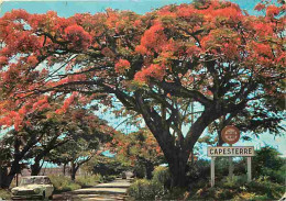 Antilles - Capesterre - Flamboyant - Automobiles - CPM - Voir Scans Recto-Verso - Andere & Zonder Classificatie