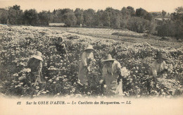 06 LA COTE D'AZUR. La Cueillette Des Marguerites - Provence-Alpes-Côte D'Azur