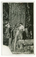 0 - T7190CPA - COOS COUNTY - OREGON - USA - Big Timber  - Bucheronage - CARTE PHOTO - Très Bon état - AMERIQUE - Otros & Sin Clasificación